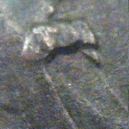 00030-D_bt.jpg