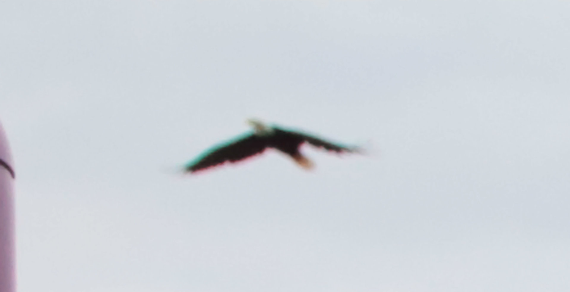 00birdIMG_4176.jpg