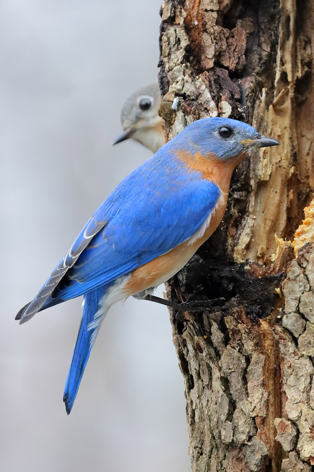 00bluebird5067.jpg