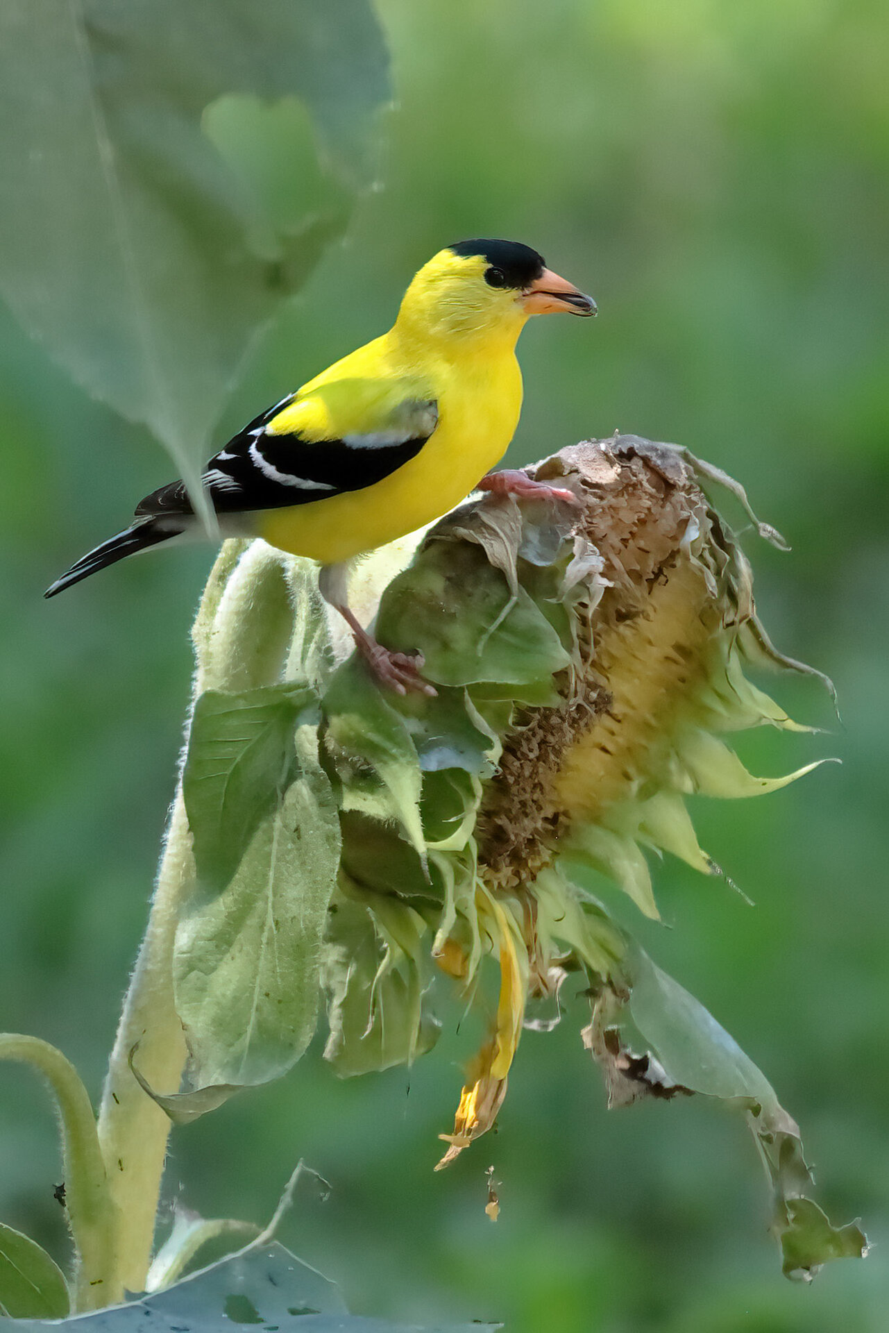 00goldfinch4308.jpg