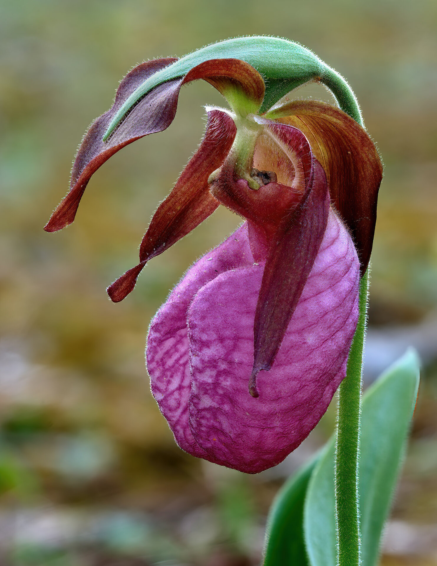 00ladyslipper8307.jpg