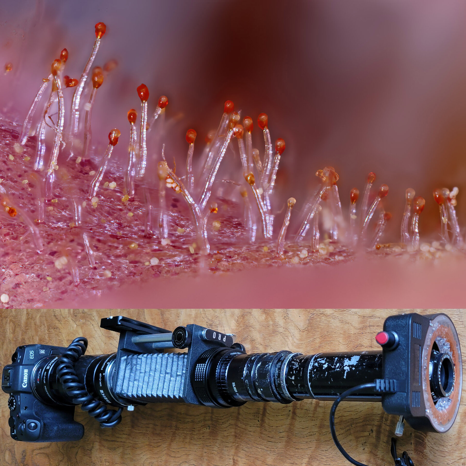 00ladyslipper9539rig.jpg