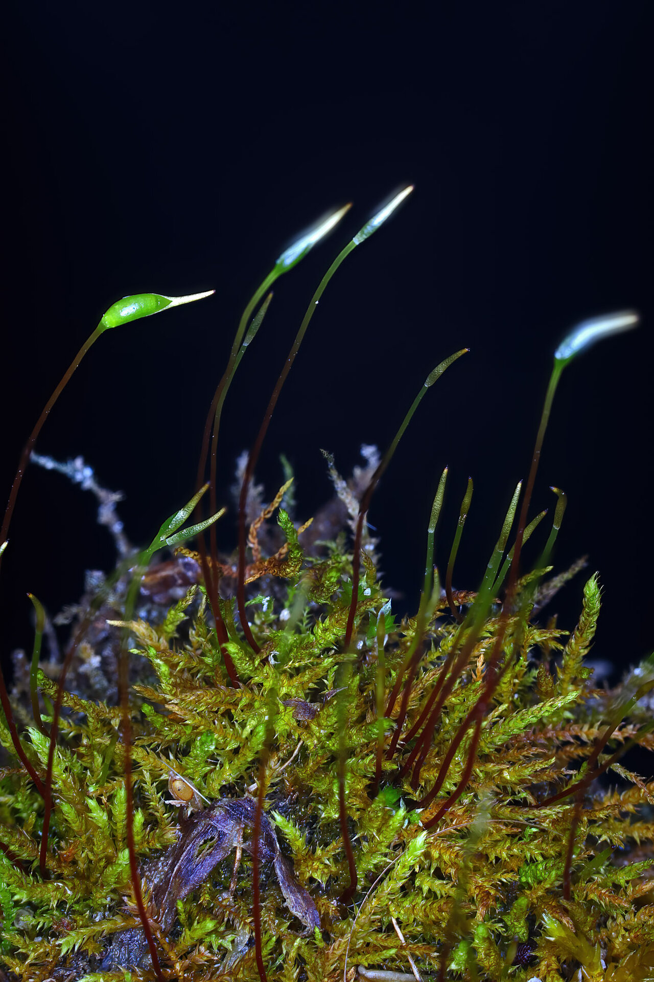 00moss6240.jpg