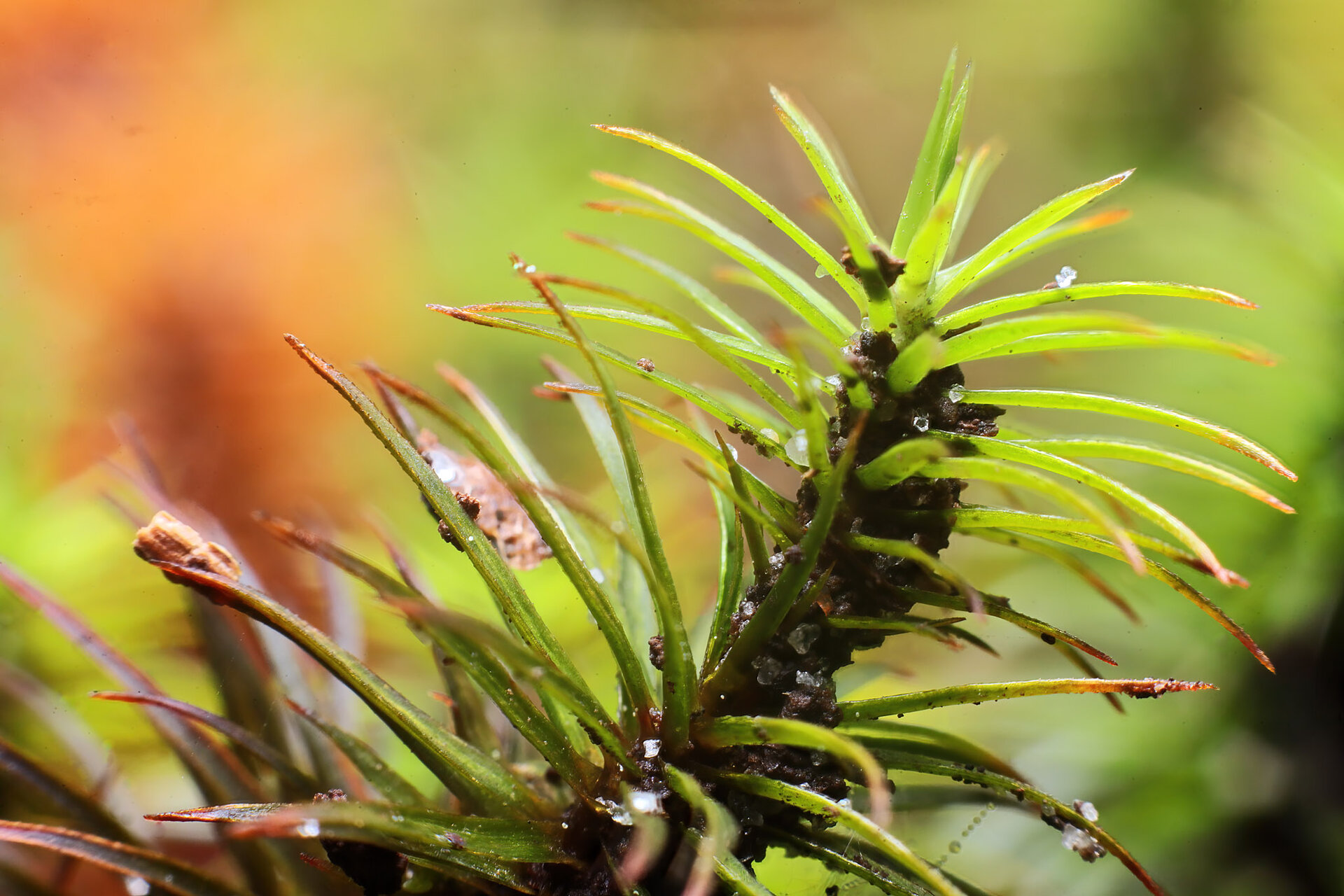 00moss6676st.jpg