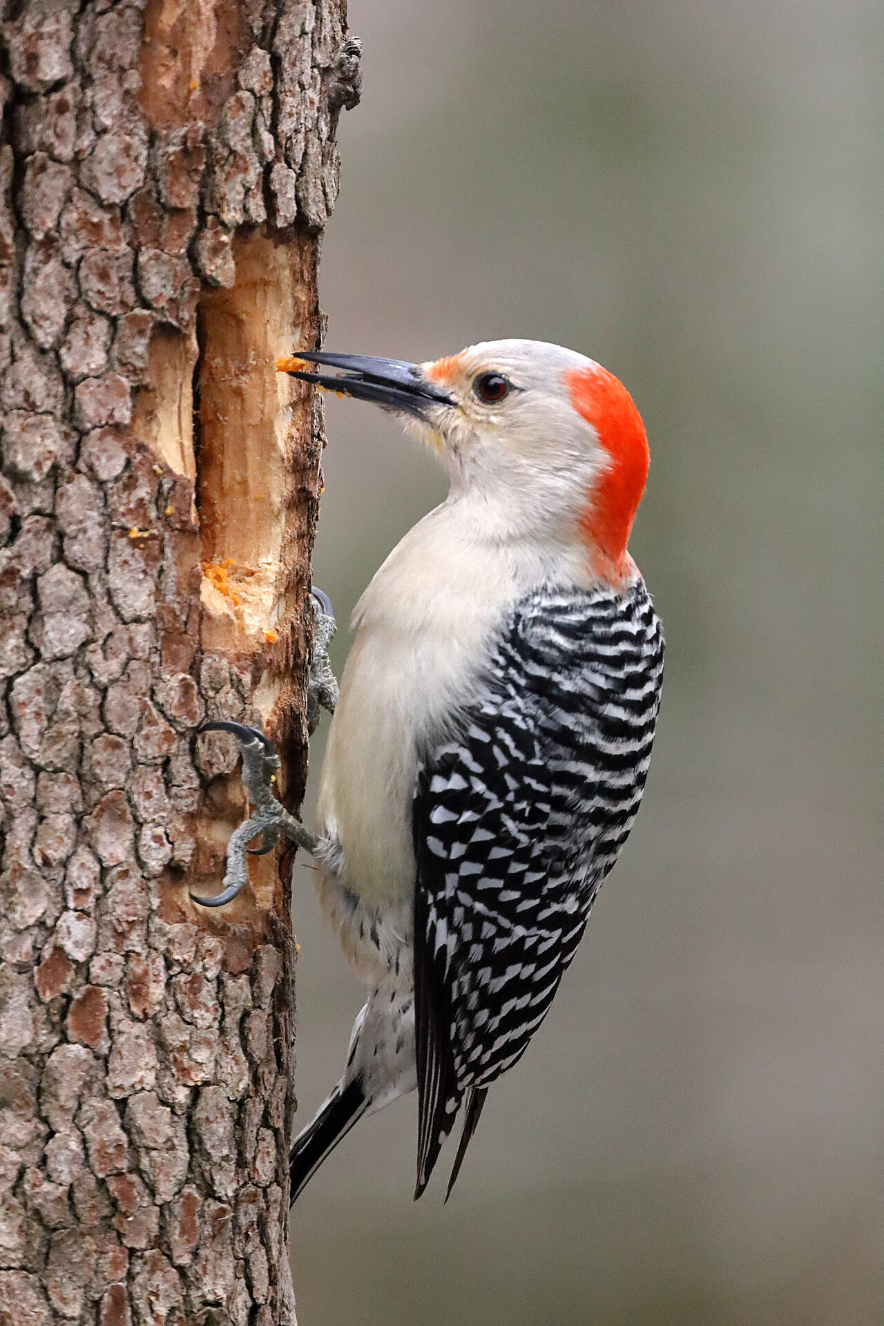 00redbellied5256.jpg