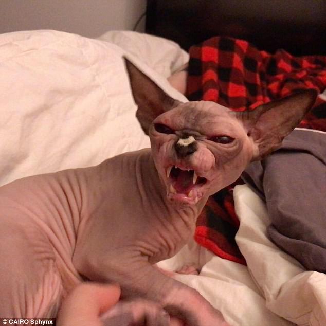 00sphynx-image-a-9_1495840740391.jpg