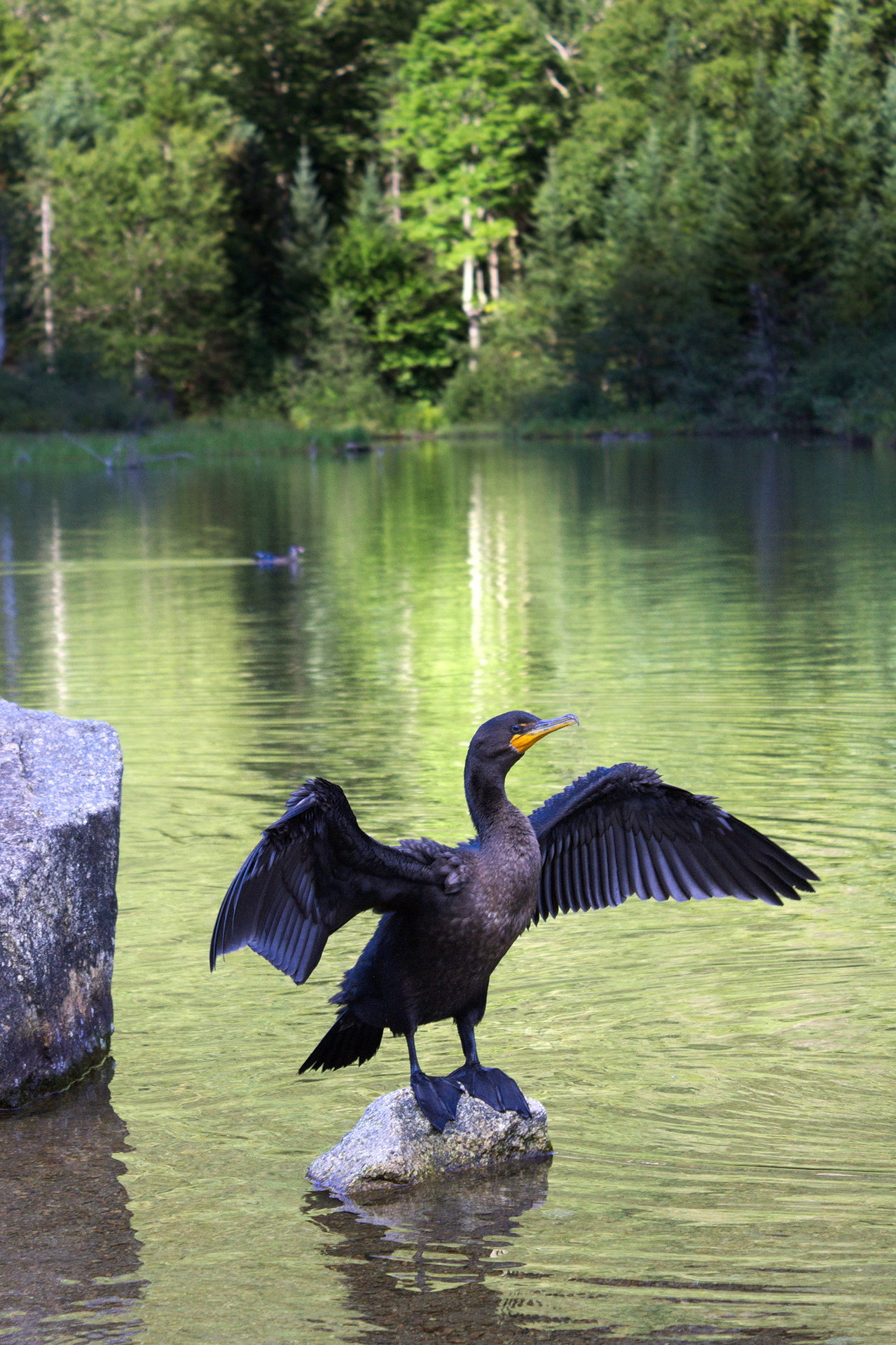08-27-2016-GreatCormorant.jpg