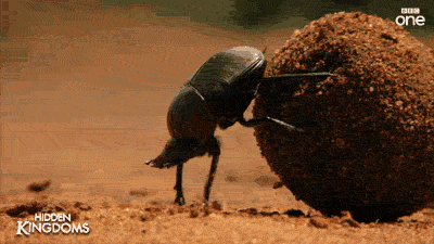 0CB58063-4EAE-443E-AF15-9528A00A8CF9.gif