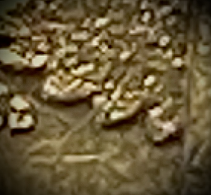 0FCB4239-2267-423E-BE2D-3E226C6CCC4A.jpeg