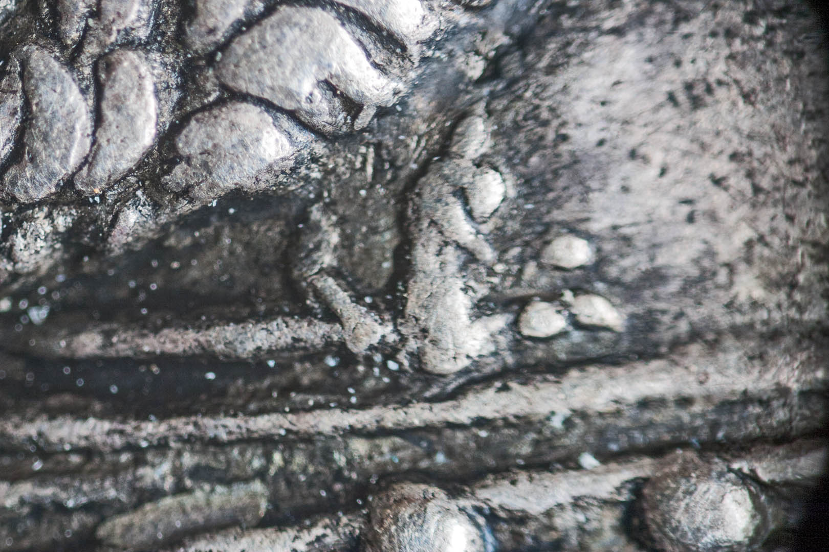 0macro3521.jpg