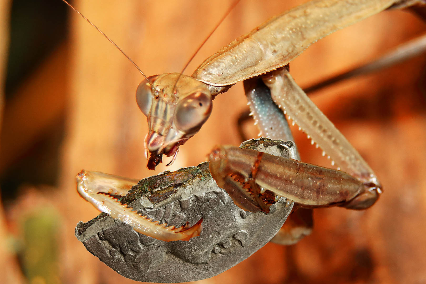 0mantis1523coin.jpg