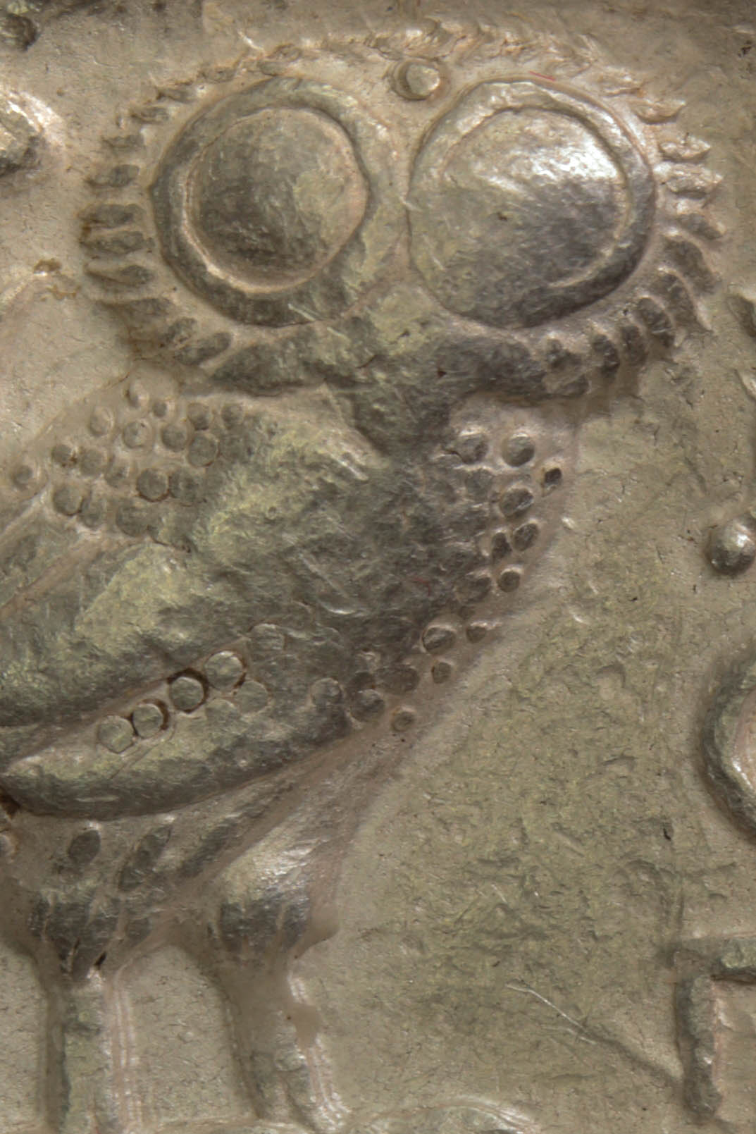 0owl017.jpg