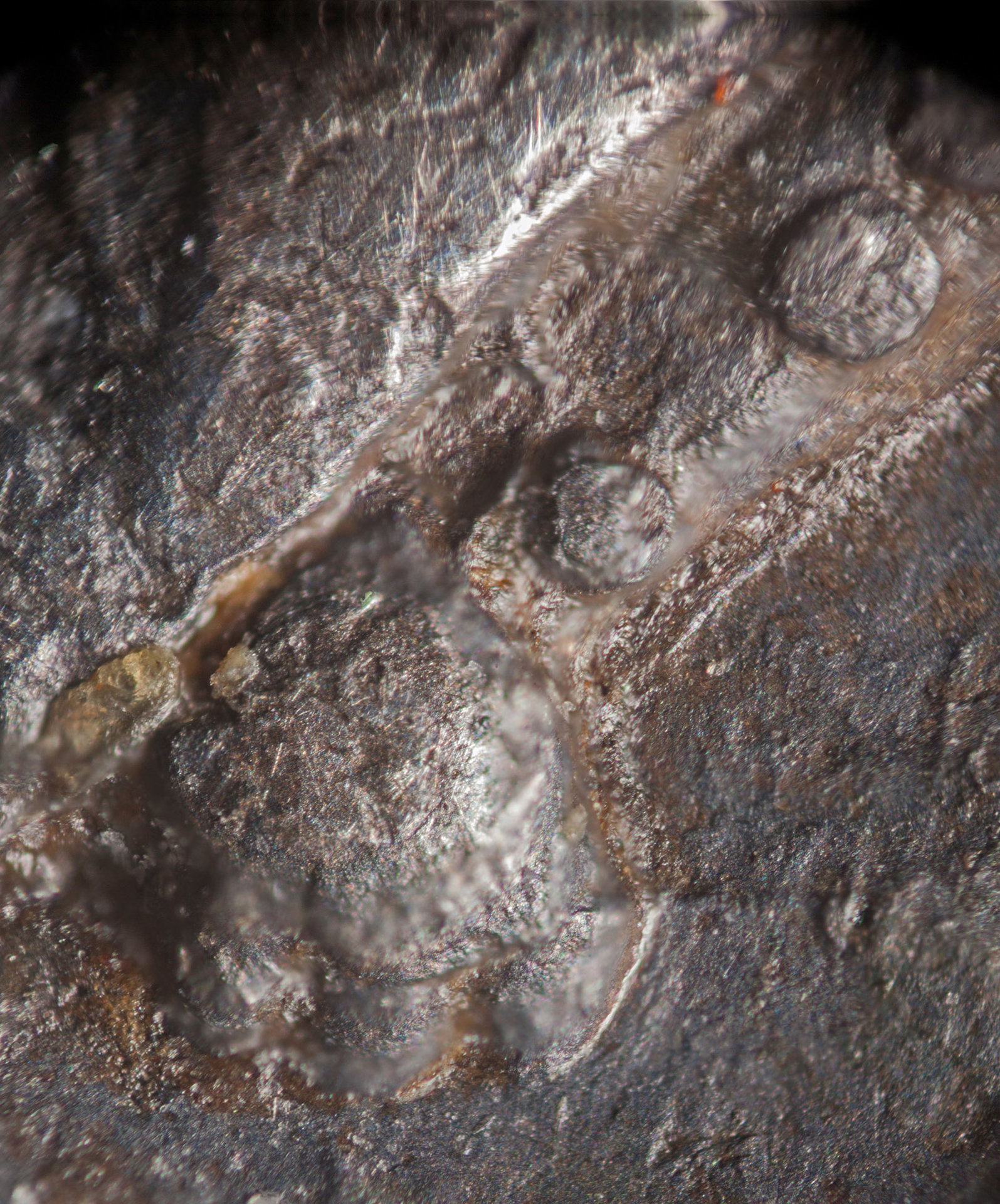 0owltailmacro1.jpg