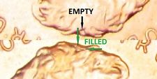 1 2015 lincoln cent.jpg