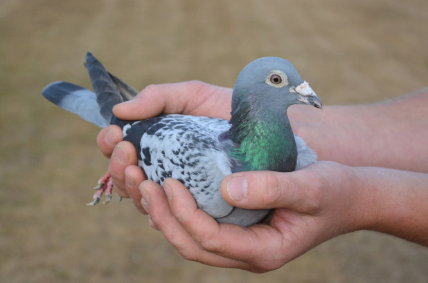 $1,420.000 Pigeon (Amando).jpg