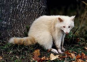 1 albino.jpg