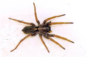 1 brown recluse spider.jpg