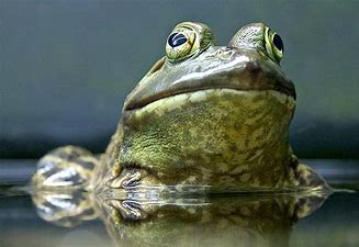 1 frog.jpg