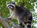 1 racoon.jpg
