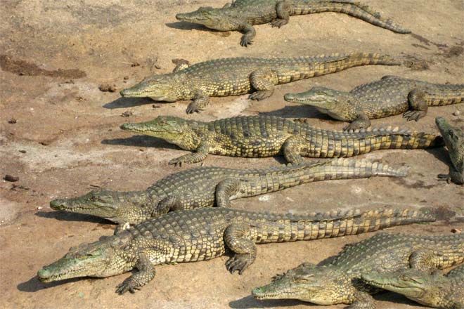 111 crocodile--1.jpg