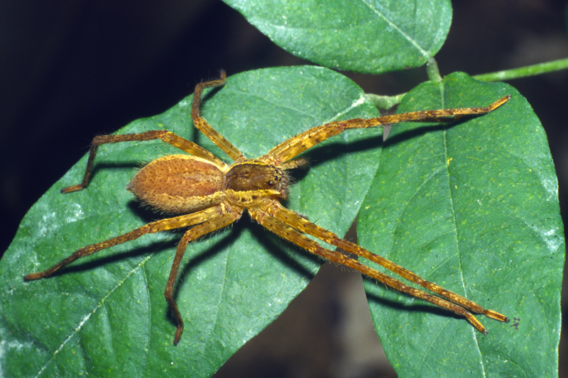 111cupiennius_celerrimus_female.jpg