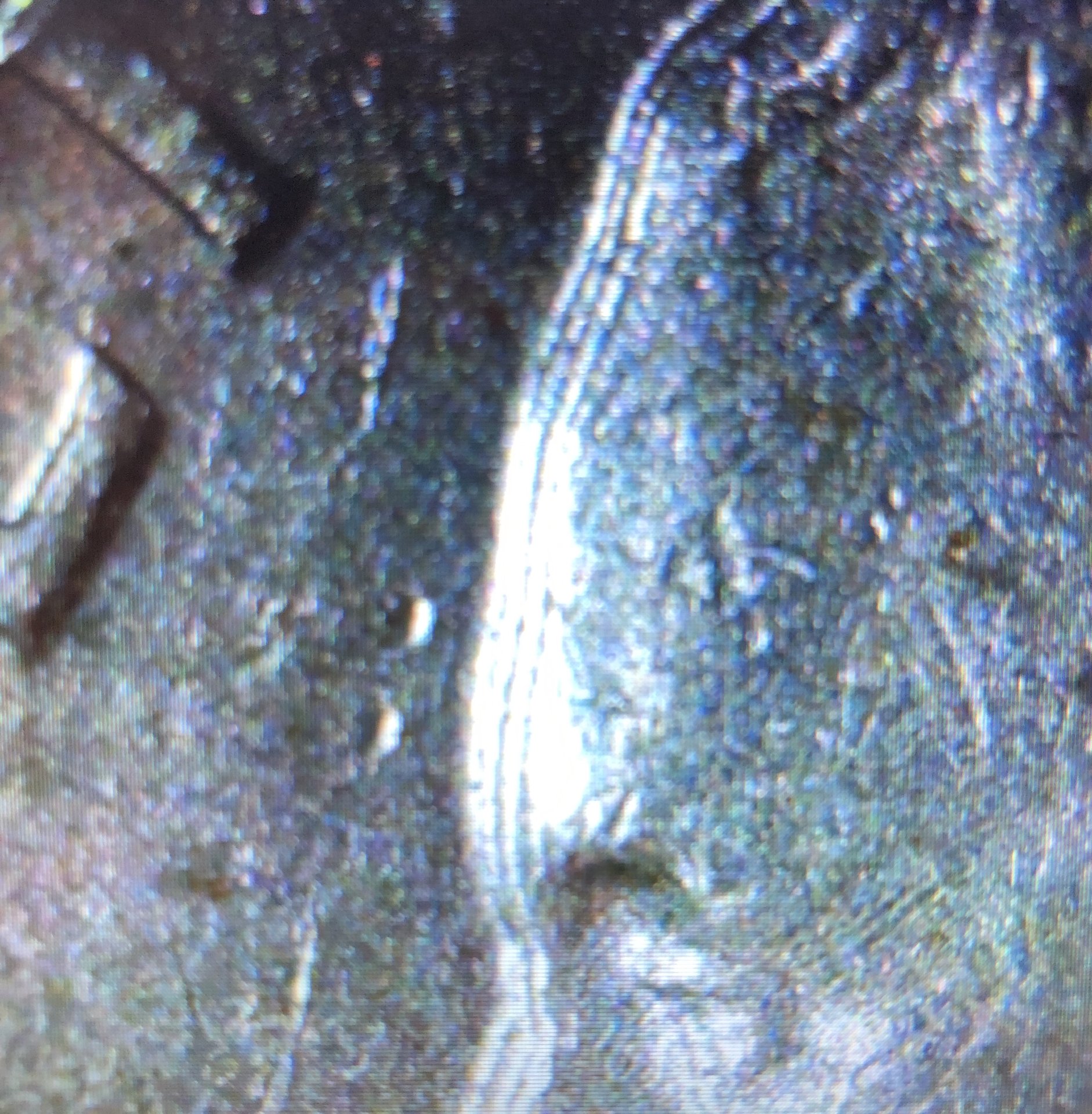 11813499-1BC2-49D8-B6D2-ADA58D963AA4.jpeg