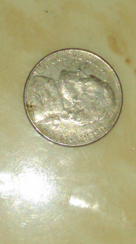 11998607_990244464330327_542819932_n nickel2.jpg