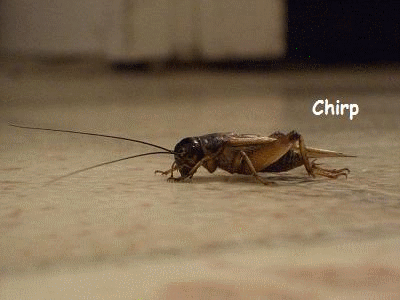 11R5KYi6ZdP8Z2.gif