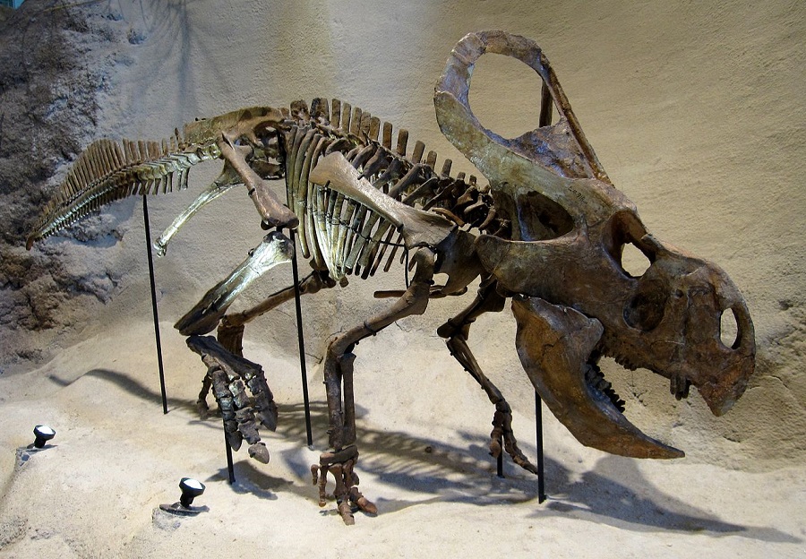 1280px-Carnegie_Protoceratops_andrewsi.jpg