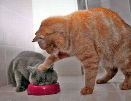 #1296 Cats Eating.jpg