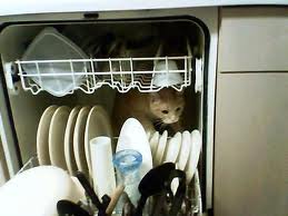 #1301 Cat in Dishwasher.jpg