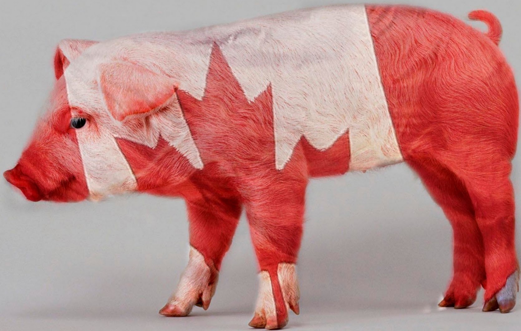 Свинья бекон. Канадские свиньи. Канадские поросята.