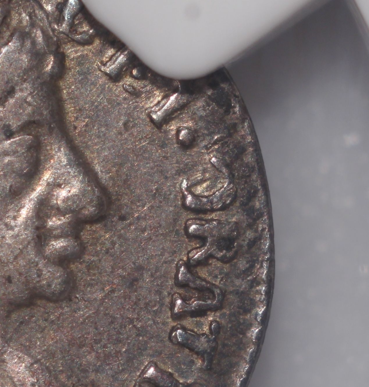 1677Gerrorcloseup.jpg