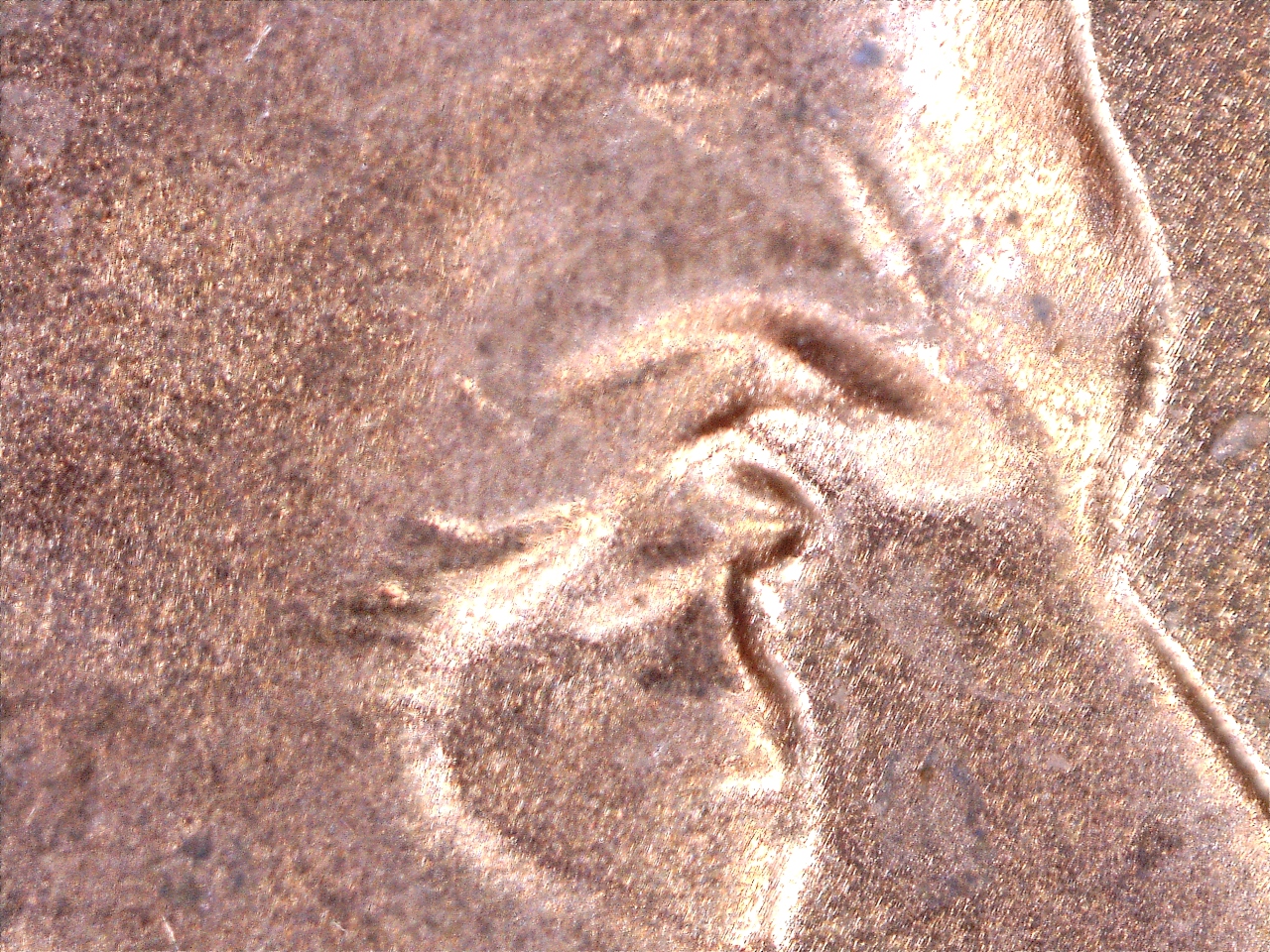 1731520225714.jpg