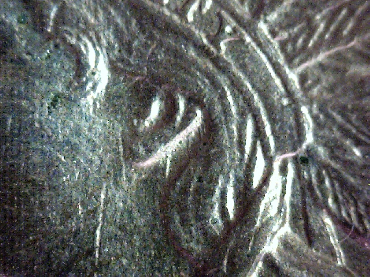 1862 IHC ear.jpg