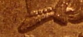 1864 Bronze Rounded Bust.jpg