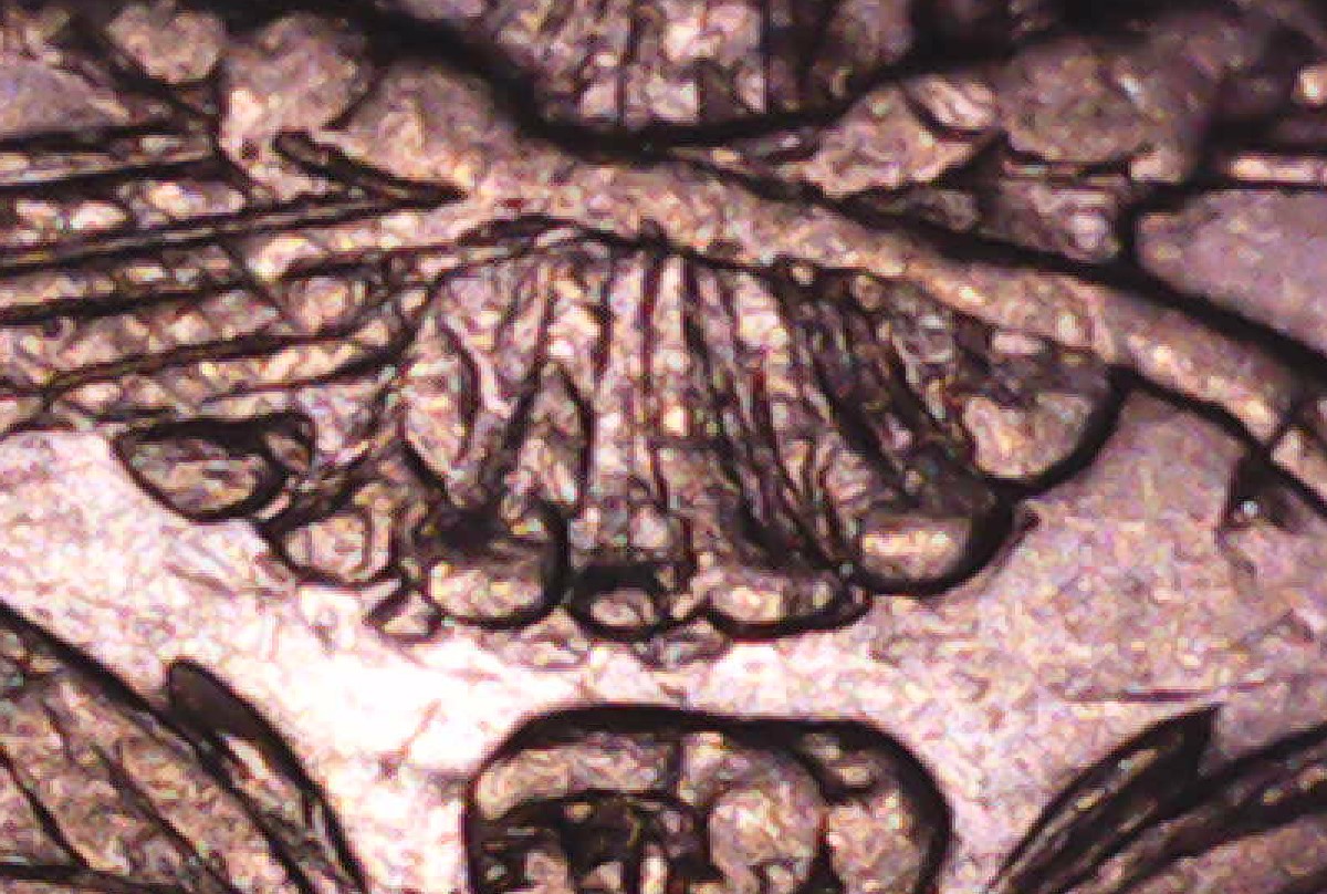 1878 tail feathers.jpg
