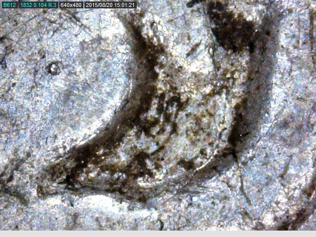 1882 Morgan O-S ear.jpg
