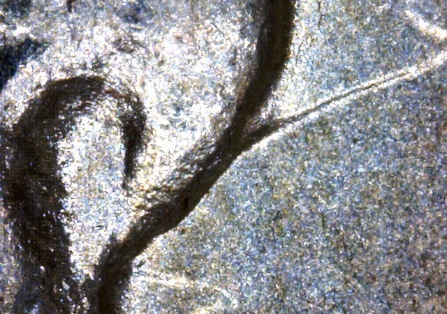 1884 O O vam 30 close up-crop.jpg
