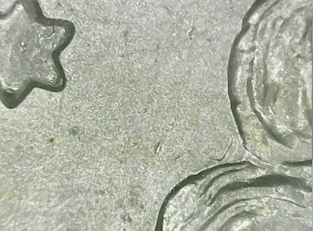 1887-p a1 26 t clash peeking out from hair.jpg