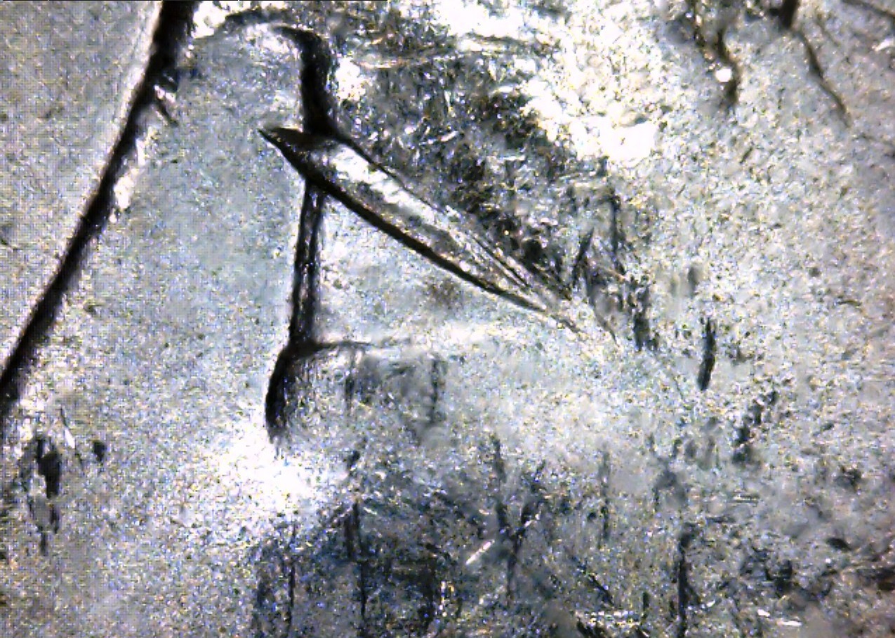1887 P Vam 12 A Eye-crop.jpg