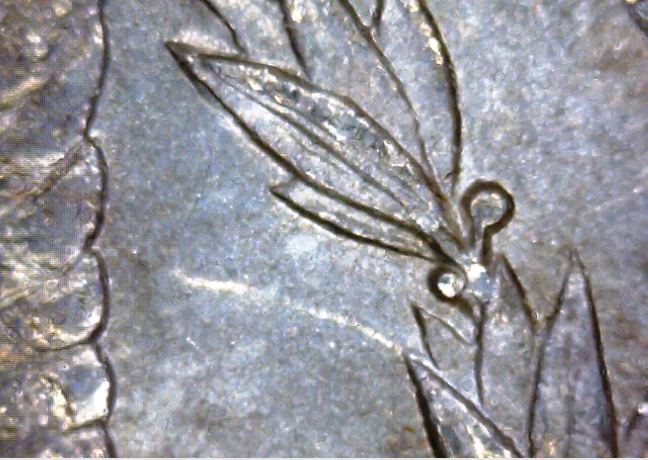1887 P Vam 12 A Wreath clash-crop.jpg