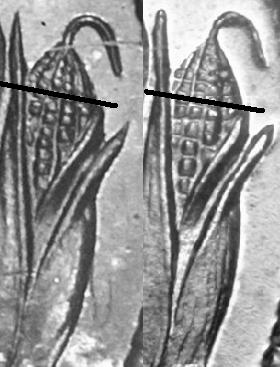 1899PR67_vs_1900PR66_corn_BW_highlight.JPG