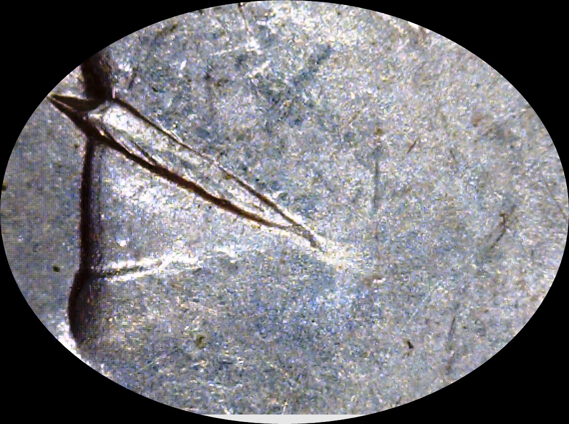 1900 P morgan V 24 eye-crop.jpg