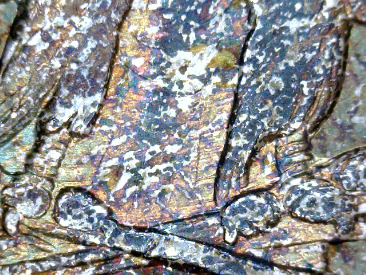 1904 O eagle lines.jpg