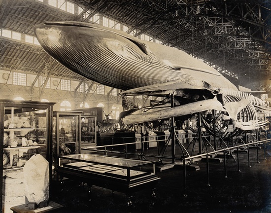 1904LouisianaPurchaseExpoArtwork.jpg