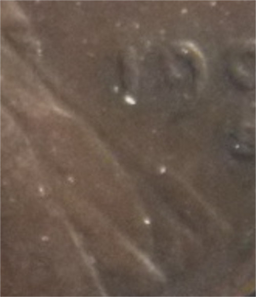 1909SVDB-low_qual.jpg