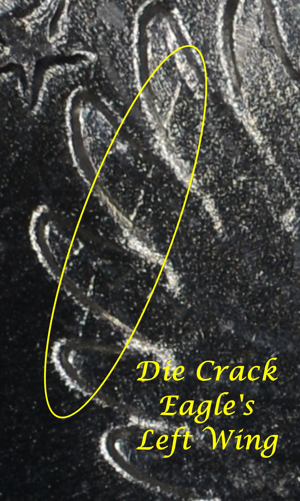 1924 SLQ Type 2 Rev-DIE CRACK EAGLES LEFT WING.jpg