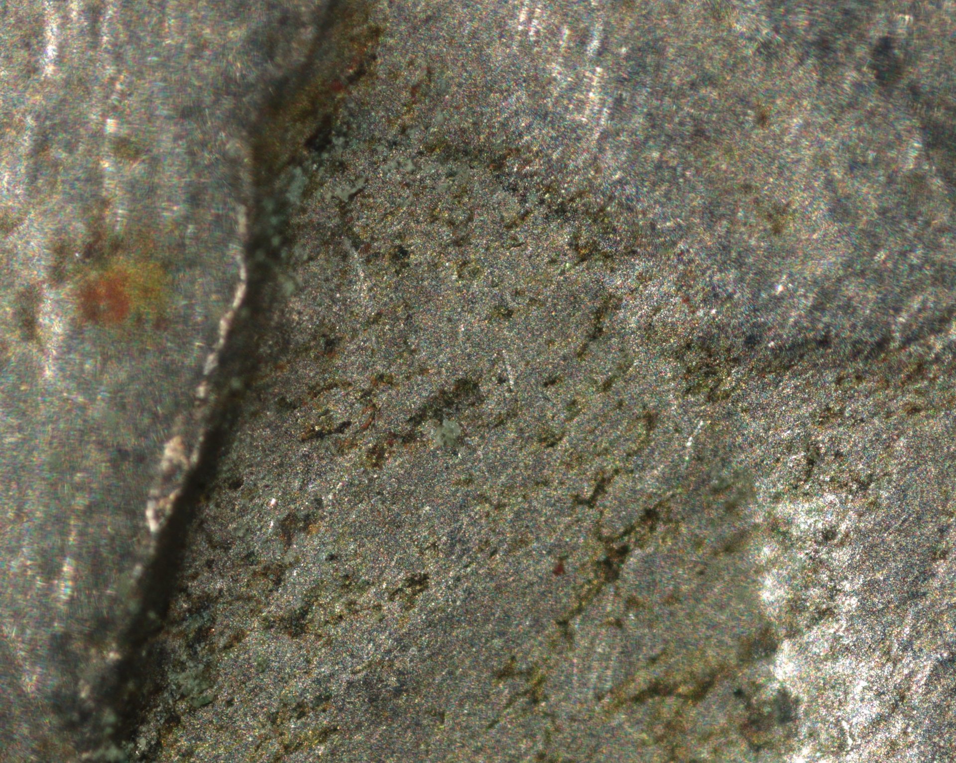 1929 S Buff 2Feather Macro Obv (3).jpg