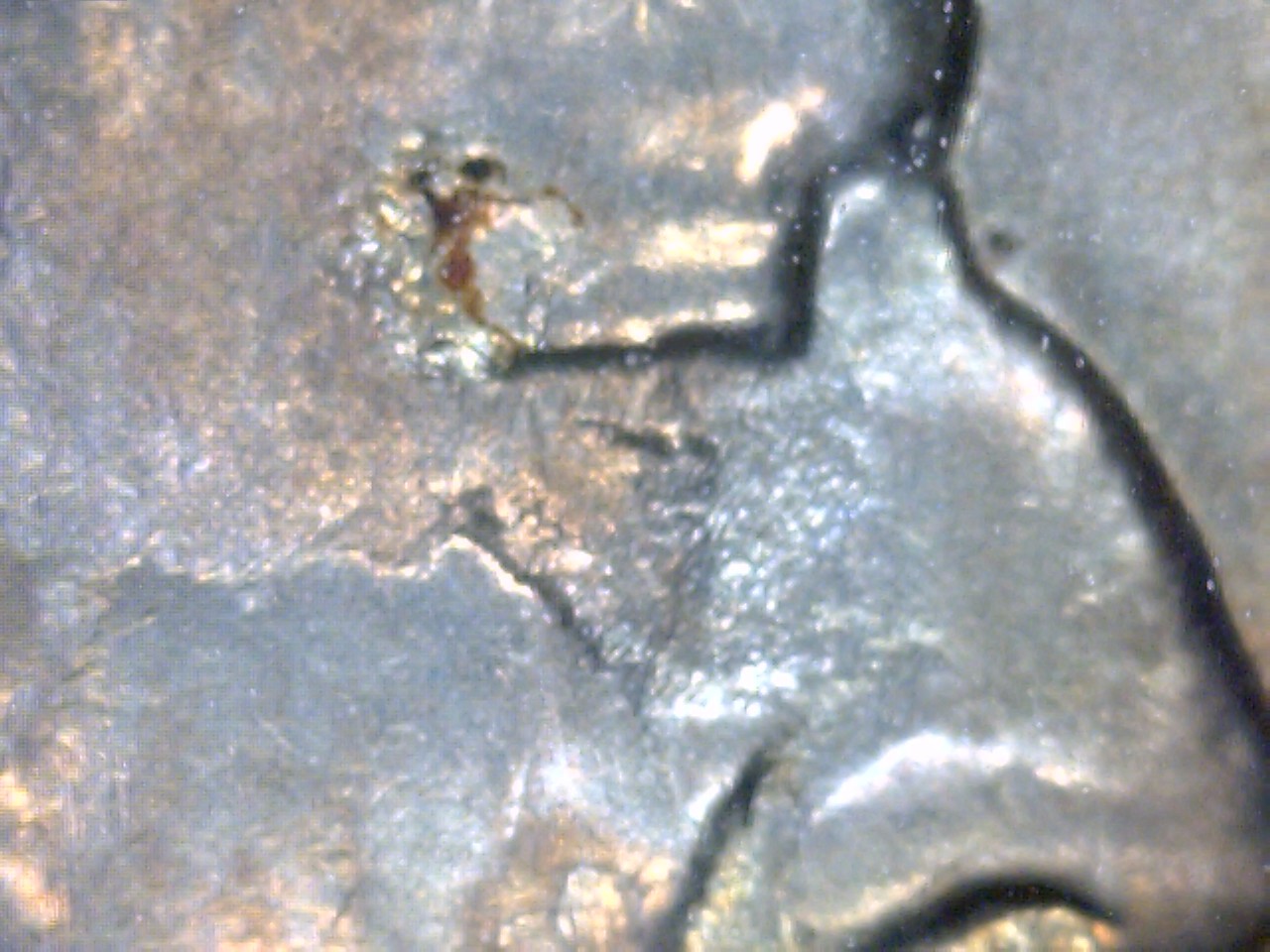 1938 D 1.jpg